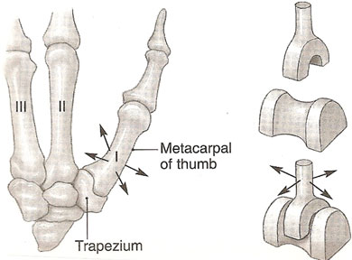 Quia - Types of Joints