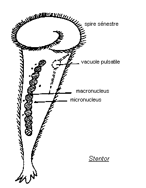 Quia - Protist Vocabulary