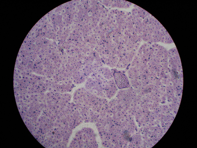 Quia - Nervous Tissue
